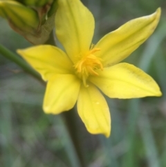 Bulbine bulbosa at Molonglo River Reserve - 3 Oct 2016 05:25 PM