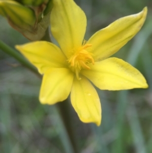 Bulbine bulbosa at Molonglo River Reserve - 3 Oct 2016