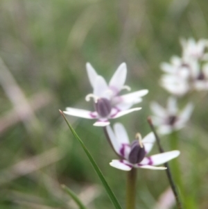 Wurmbea dioica subsp. dioica at Molonglo River Reserve - 3 Oct 2016 05:26 PM