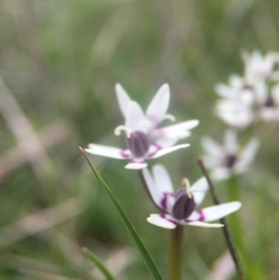 Wurmbea dioica subsp. dioica (Early Nancy) at Belconnen, ACT - 3 Oct 2016 by JasonC