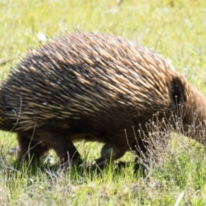 Tachyglossus aculeatus at Sutton, NSW - 3 Oct 2016