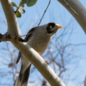 Manorina melanocephala at Sutton, NSW - 3 Oct 2016