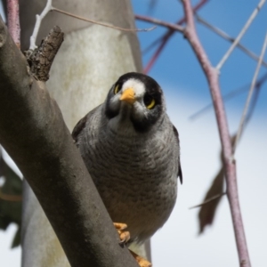 Manorina melanocephala at Sutton, NSW - 3 Oct 2016