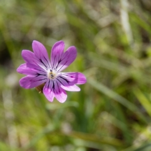 Petrorhagia nanteuilii at Sutton, NSW - 3 Oct 2016