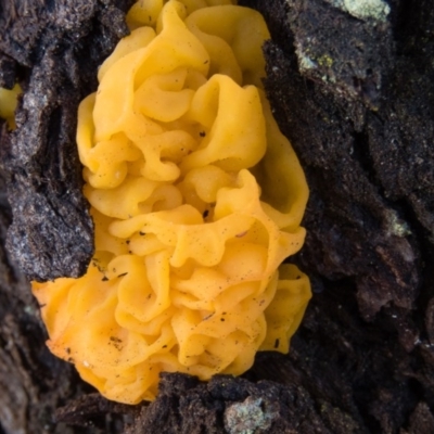 Tremella mesenterica (Witch's Butter or Yellow Brain) at Sutton, NSW - 3 Oct 2016 by CedricBear