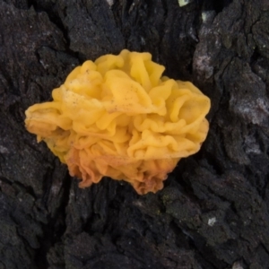 Tremella mesenterica at Sutton, NSW - 3 Oct 2016