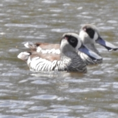 Malacorhynchus membranaceus (Pink-eared Duck) at Tidbinbilla Nature Reserve - 2 Oct 2016 by JohnBundock