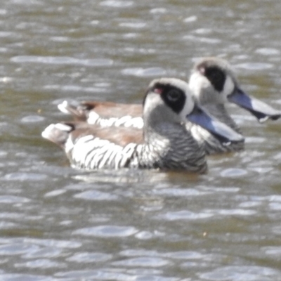 Malacorhynchus membranaceus (Pink-eared Duck) at Tidbinbilla Nature Reserve - 2 Oct 2016 by JohnBundock