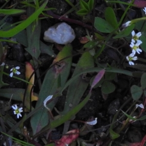 Erophila verna at Stromlo, ACT - 2 Oct 2016