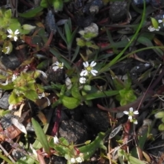 Erophila verna at Stromlo, ACT - 2 Oct 2016