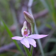 Caladenia carnea (Pink Fingers) at Canberra Central, ACT - 3 Oct 2016 by waltraud