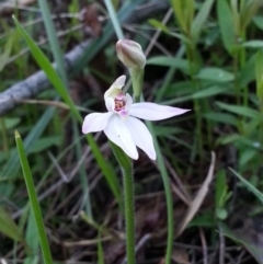 Caladenia carnea at Canberra Central, ACT - 3 Oct 2016