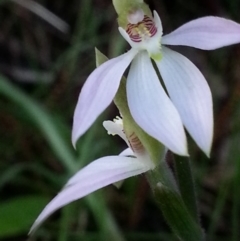 Caladenia carnea (Pink Fingers) at Canberra Central, ACT - 3 Oct 2016 by waltraud