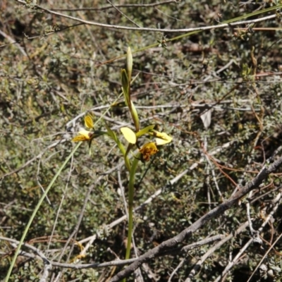 Diuris nigromontana (Black Mountain Leopard Orchid) at Black Mountain - 2 Oct 2016 by ibaird
