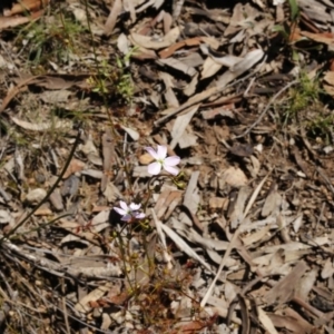 Drosera auriculata at O'Connor, ACT - 2 Oct 2016 01:17 PM