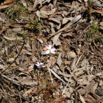 Drosera auriculata (Tall Sundew) at Black Mountain - 2 Oct 2016 by ibaird