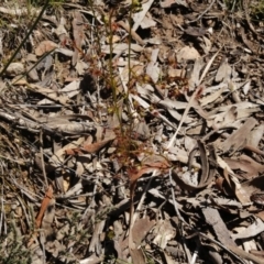 Drosera auriculata at O'Connor, ACT - 2 Oct 2016