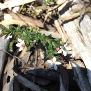 Rhytidosporum procumbens at O'Connor, ACT - 2 Oct 2016