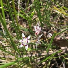 Wurmbea dioica subsp. dioica (Early Nancy) at Point 93 - 2 Oct 2016 by ibaird