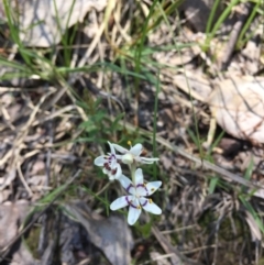 Wurmbea dioica subsp. dioica at O'Connor, ACT - 2 Oct 2016 01:56 PM