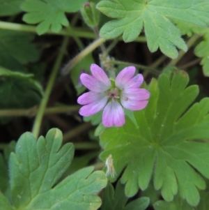 Geranium molle subsp. molle at Tharwa, ACT - 2 Oct 2016