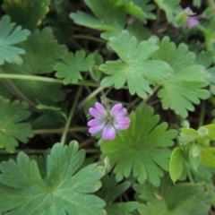 Geranium molle subsp. molle at Tharwa, ACT - 2 Oct 2016