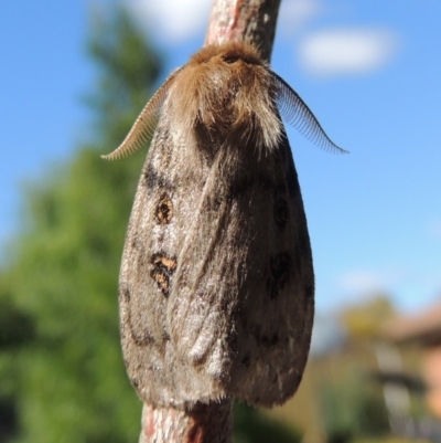 Leptocneria reducta (White cedar moth) at Pollinator-friendly garden Conder - 15 Jan 2015 by michaelb