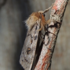 Leptocneria reducta at Pollinator-friendly garden Conder - 16 Jan 2015 09:55 AM