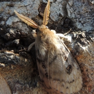 Leptocneria reducta at Conder, ACT - 16 Jan 2015