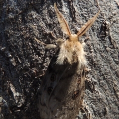 Leptocneria reducta at Pollinator-friendly garden Conder - 16 Jan 2015