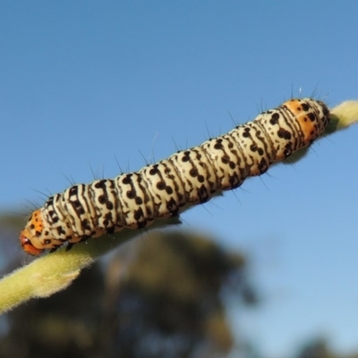 Phalaenoides tristifica (Willow-herb Day-moth) at Bonython, ACT - 26 Nov 2015 by michaelb