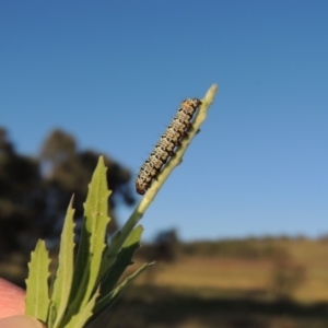 Phalaenoides tristifica at Bonython, ACT - 26 Nov 2015 07:19 PM