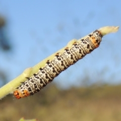 Phalaenoides tristifica at Bonython, ACT - 26 Nov 2015 07:19 PM