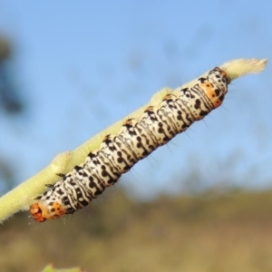 Phalaenoides tristifica at Bonython, ACT - 26 Nov 2015 07:19 PM