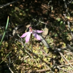 Caladenia fuscata (Dusky Fingers) at Canberra Central, ACT - 2 Oct 2016 by ibaird