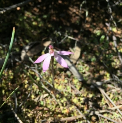 Caladenia fuscata (Dusky Fingers) at Point 79 - 2 Oct 2016 by ibaird