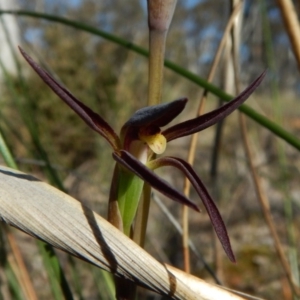 Lyperanthus suaveolens at Aranda, ACT - 2 Oct 2016