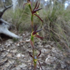 Lyperanthus suaveolens at Aranda, ACT - 2 Oct 2016