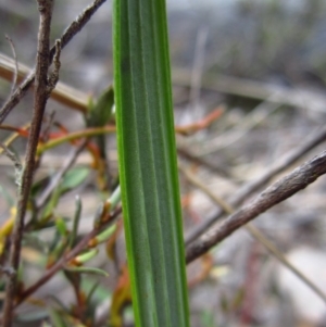 Lyperanthus suaveolens at Aranda, ACT - 2 Oct 2016