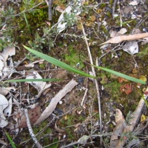 Lyperanthus suaveolens at Aranda, ACT - 2 Oct 2016