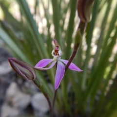 Caladenia carnea (Pink Fingers) at Molonglo Valley, ACT - 2 Oct 2016 by CathB
