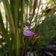 Caladenia carnea at Point 4372 - 2 Oct 2016