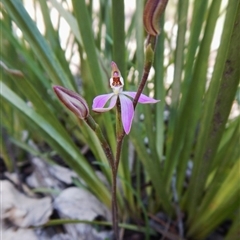 Caladenia carnea at Point 4372 - 2 Oct 2016