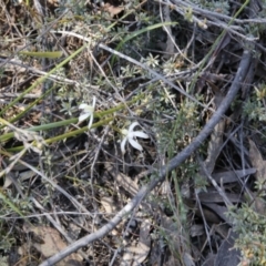 Caladenia ustulata (Brown Caps) at Black Mountain - 2 Oct 2016 by ibaird