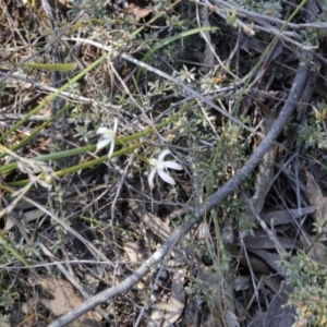 Caladenia ustulata at Point 79 - suppressed