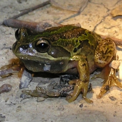 Litoria verreauxii verreauxii (Whistling Tree-frog) at Mulligans Flat - 4 Oct 2011 by MatthewFrawley