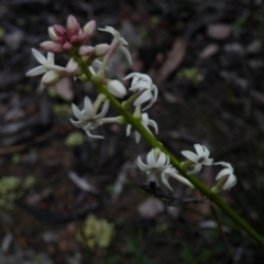Stackhousia monogyna (Creamy Candles) at Black Mountain - 3 Oct 2016 by Ryl