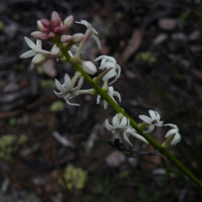 Stackhousia monogyna (Creamy Candles) at Acton, ACT - 4 Oct 2016 by Ryl