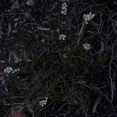 Stackhousia monogyna at Acton, ACT - 4 Oct 2016 12:00 AM