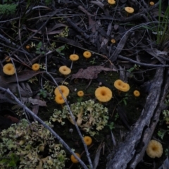 Lichenomphalia chromacea (Yellow Navel) at Black Mountain - 3 Oct 2016 by Ryl